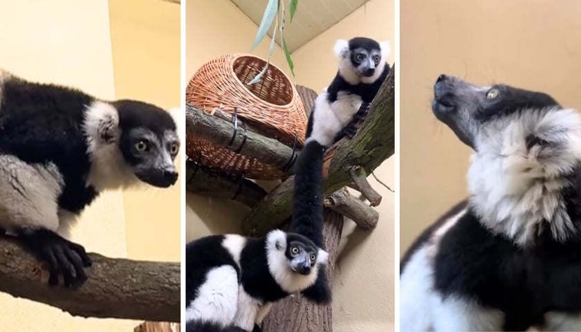 Na trzech zdjęciach lemury, które przyjechały do Zoo Wrocław ze Szwajcarii