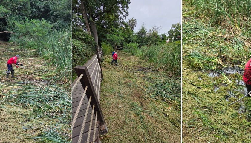 Prace porządkowe w Swojczyckim Parku Czarna Woda