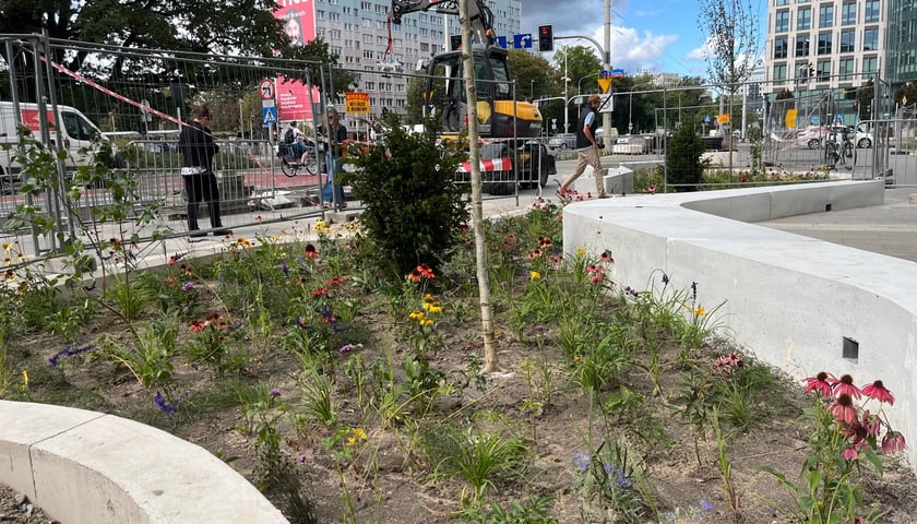 Rośliny i kwiaty w klombie na tle ulicy. Tworzenie skweru przy ul. Suchej.