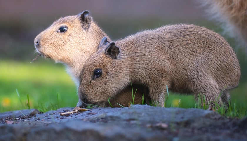 <p>Na zdjęciu małe kapibary w Zoo Wrocław</p>