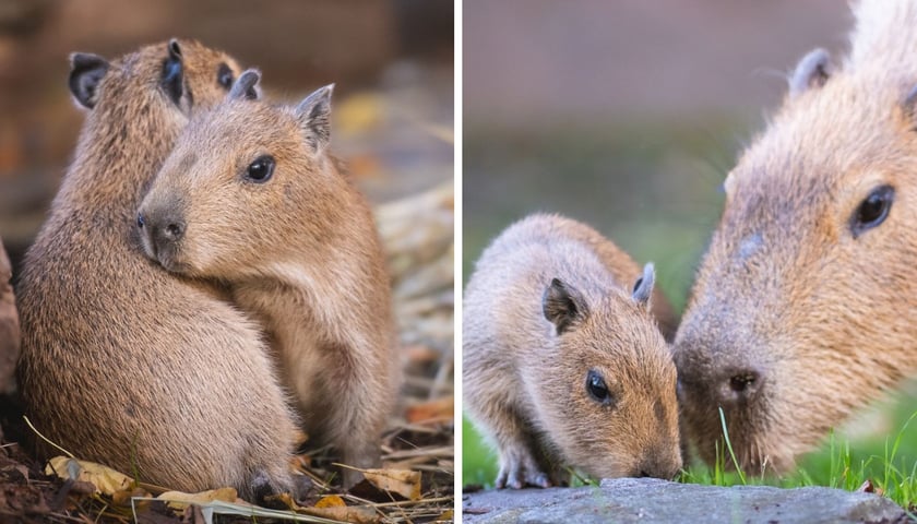 Młode kapibary w Zoo Wrocław, same oraz z matką