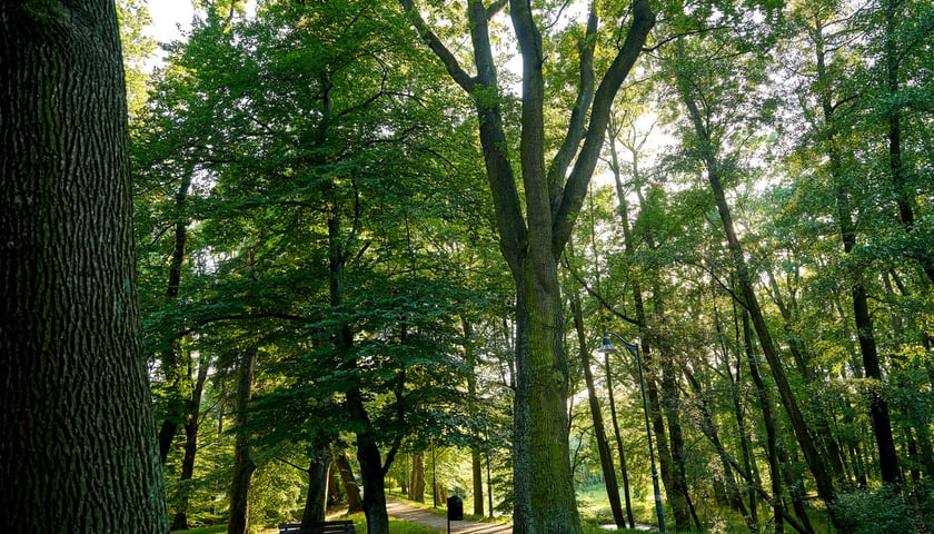 Aleja dębów w parku Szczytnickim, zdjęcie ilustracyjne