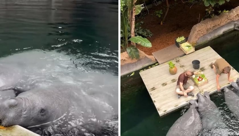 Na zdjęciu z lewej manat Aluś, który ma dziś urodziny, na zdjęciu z prawej karmienie manatów w Zoo Wrocław