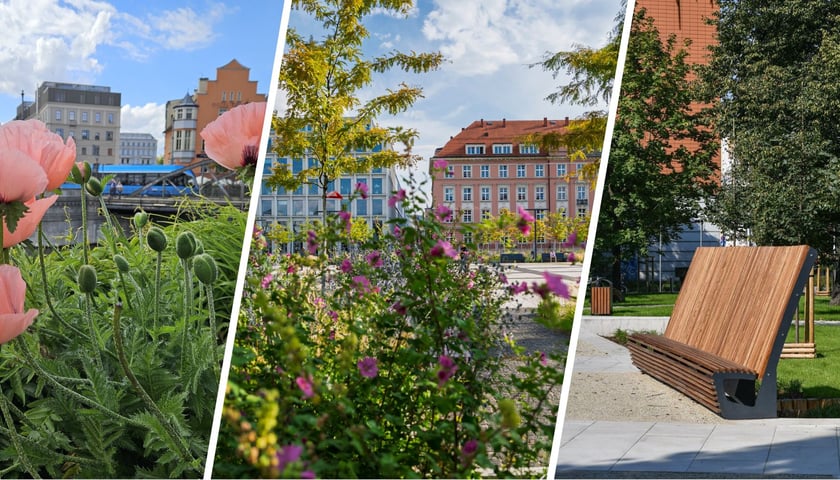 Zdjęcie podzielone na trzy części: od lewej kwiaty kwitnące na klombie (w tle Wyspa Młyńska), rośliny i drzewka na tle pl. Nowy Targ,  drewniana ławka na skwerze Wrocławianek.