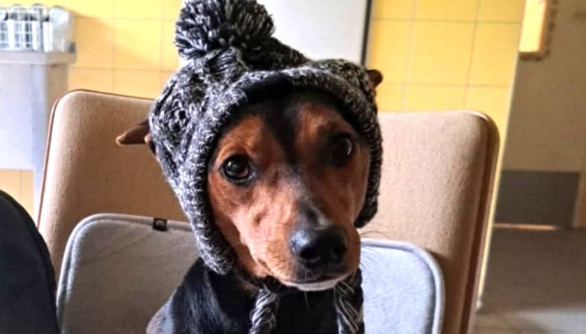 Stryjek ze Schroniska  dla Bezdomnych Zwierząt we Wrocławiu