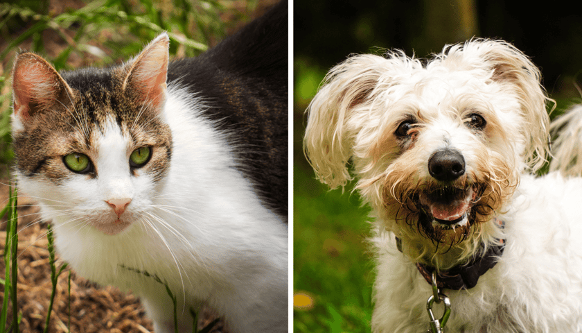 Kolaż 2 zdjęć, z lewej bezimienny kot, z prawej pies o imieniu Max
