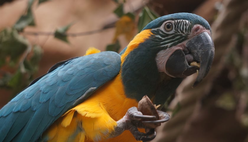 Jedna z mieszkających we wrocławskim zoo ar szafirowych