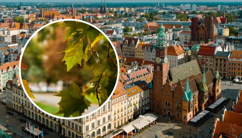 W tle wrocławski Rynek, widok z drona. W kółku jesienne liście. Zdjęcia ilustracyjne.
