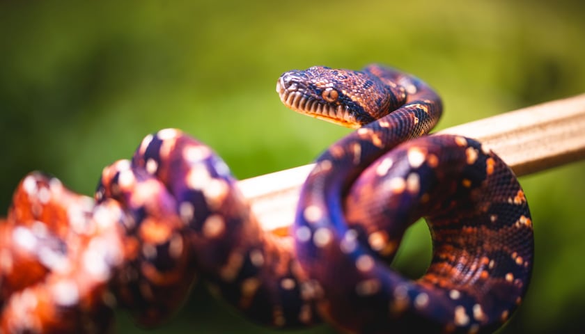 Sanzinia madagaskarska (Sanzinia madagascariensis) - jeden z węży, który urodził się w ZOO Wrocław