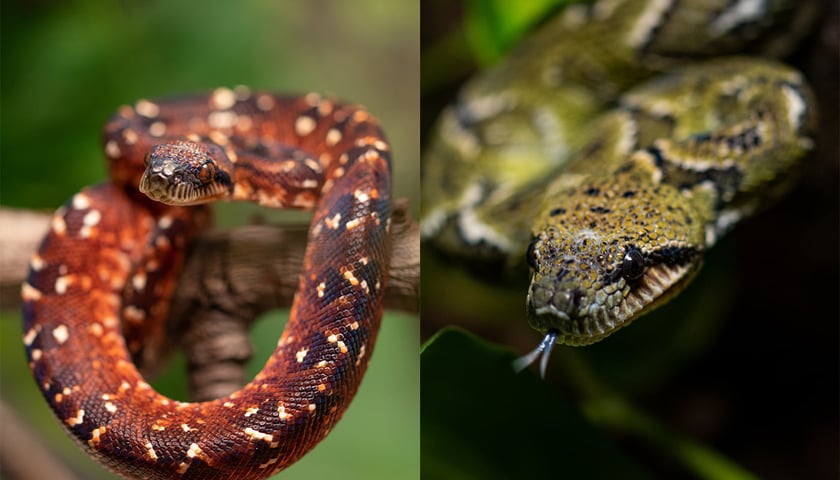 Z lewej młody osobnik z gatunku Sanzinia madagaskarska, z prawej dorosły, zielony