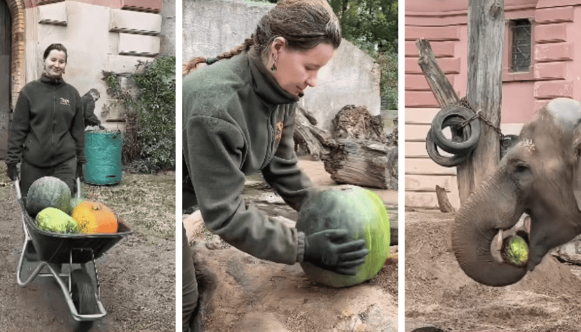 Stop klatki z filmy przygotowanego przez pracowników wrocławskiego  zoo - na wybiegu słoni pojawiły się dynie