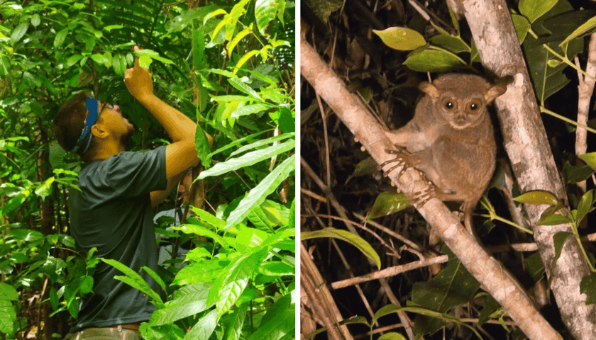 Liczenie wyraków i lotokotów w filipińskiej dżungli. Z prawe jeden z uczestników wyprawy, z lewej siedzący na drzewie wyrak