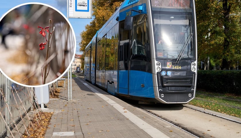 Zdjęcie przystanku z podjeżdżającym tramwajem. W małym kółku zbliżenie na roślinę - winobluszcz.