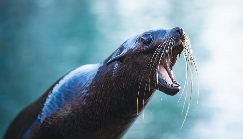 Nowa mieszkanka wrocławskiego zoo - Teo