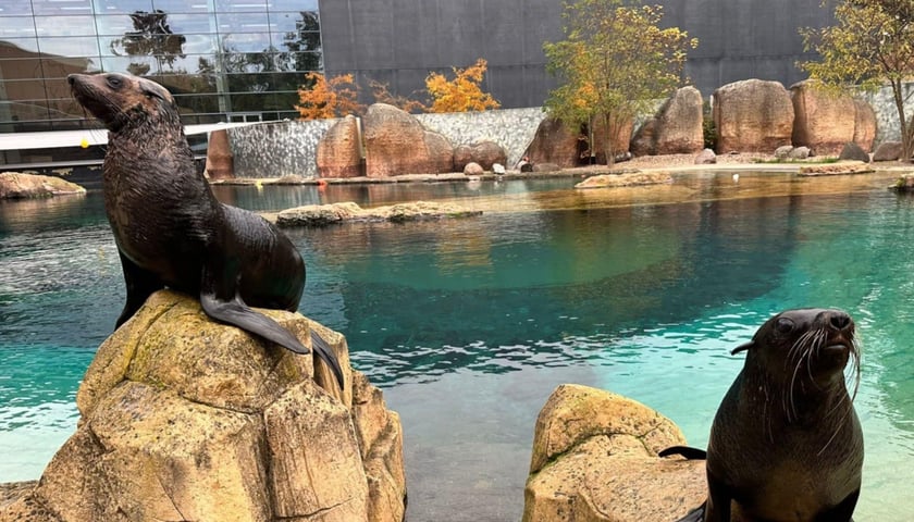 Nowe kotiki we wrocławskim zoo: z lewej Zuri, z prawej Teo