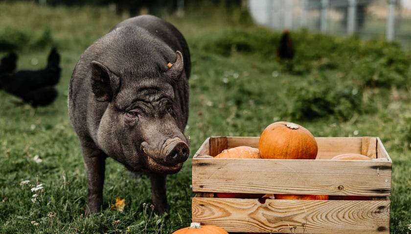 Świnka Wietnamska o imieniu Knurek, która wraz z 10 innymi zwierzętami tego gatunku jest pod opieką Schroniska dla Bezdomnych Zwierząt we Wrocławiu