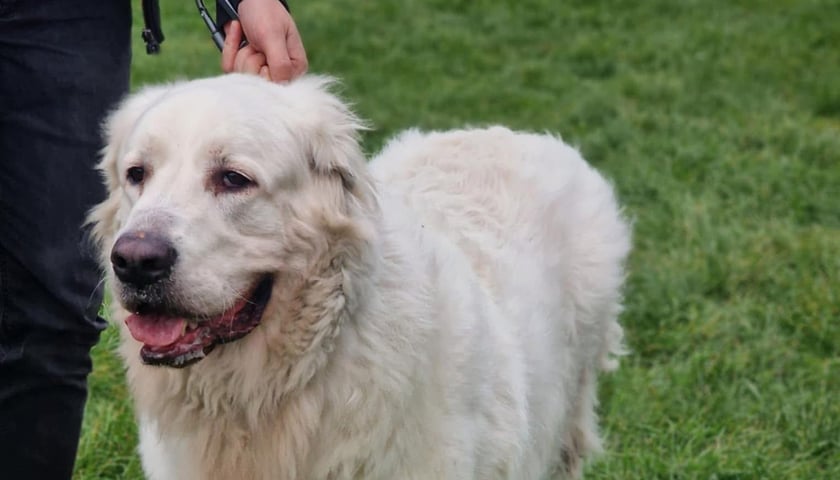 Owczarek podhalański Lobo