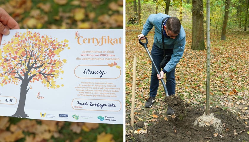 Na zdjęciu z lewej certyfikat akcji WROśnij we WROcław, z prawej mężczyzna sadzący drzewko w parku Biskupińskim podczas akcji