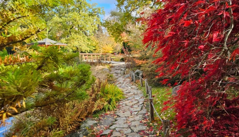 Ogród Japoński we Wrocławiu w jesiennej odsłonie