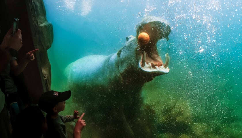 Hipopotam nilowy z wrocławskiego zoo podczas posiłku w wodzie