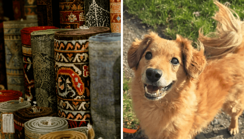 Kolaż 2 zdjęć. Z lewej dywany, z prawej 9-letni Rufus, który czeka w Schronisku na nowy dom