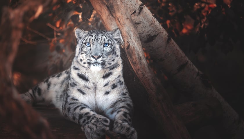 Jesień we wrocławskim zoo