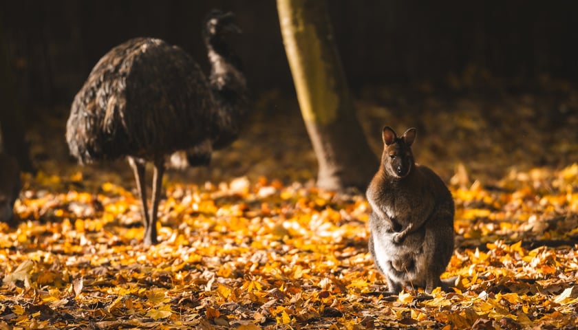 Jesień we wrocławskim zoo