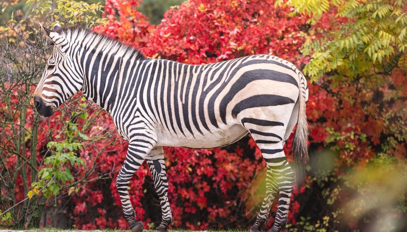 Jesień we wrocławskim zoo