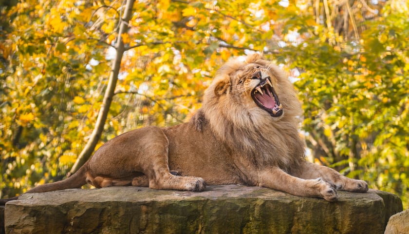 Jesień we wrocławskim zoo