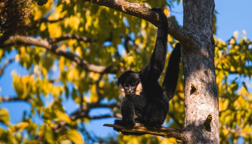 Jesień we wrocławskim zoo