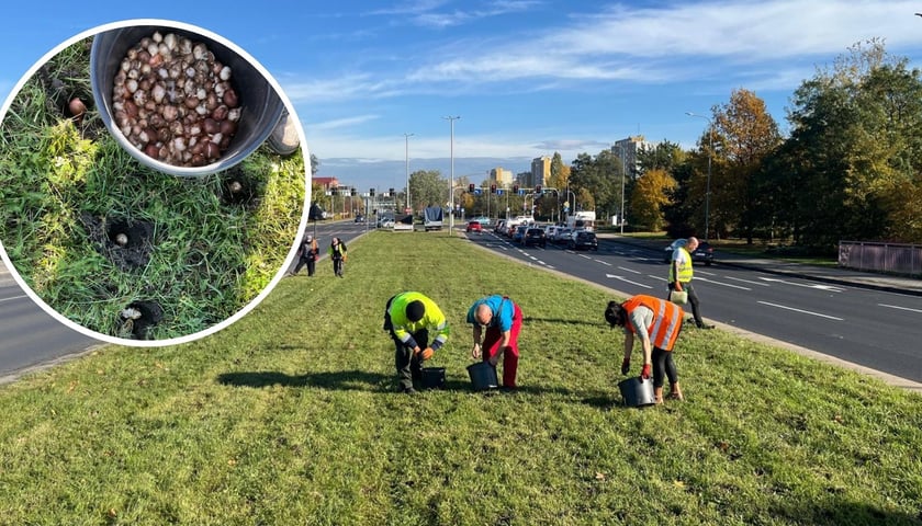 Ludzie sadzący rośliny na pasie rozdziału jezdni. Nasadzenia kwiatów cebulowych przy ul. Klecińskiej. W wykadrowanym kole - wiadro z cebulkami i otwory w ziemi do posadzenia.
