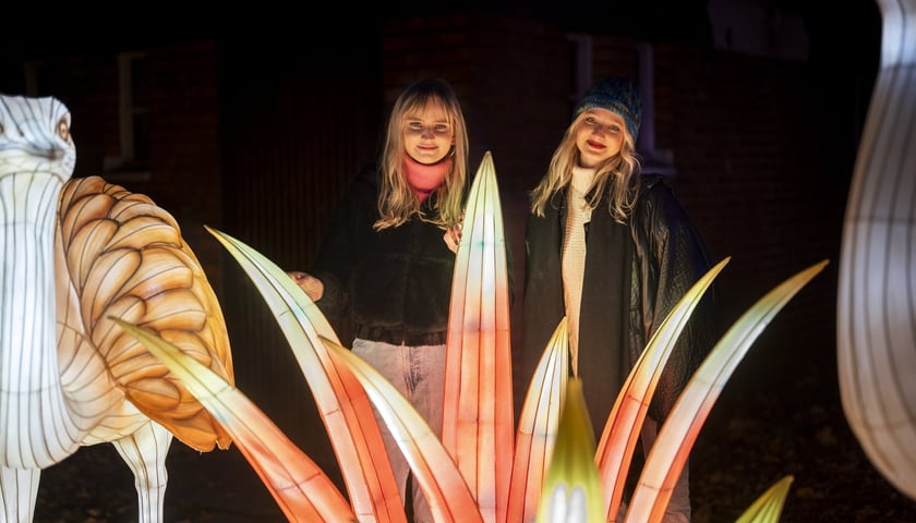 <p>Wystawa garden of Lights-Ogród Świateł „Dzika Ameryka” potrwa w Zoo Wrocław od 31 października do 1 marca 2026</p>