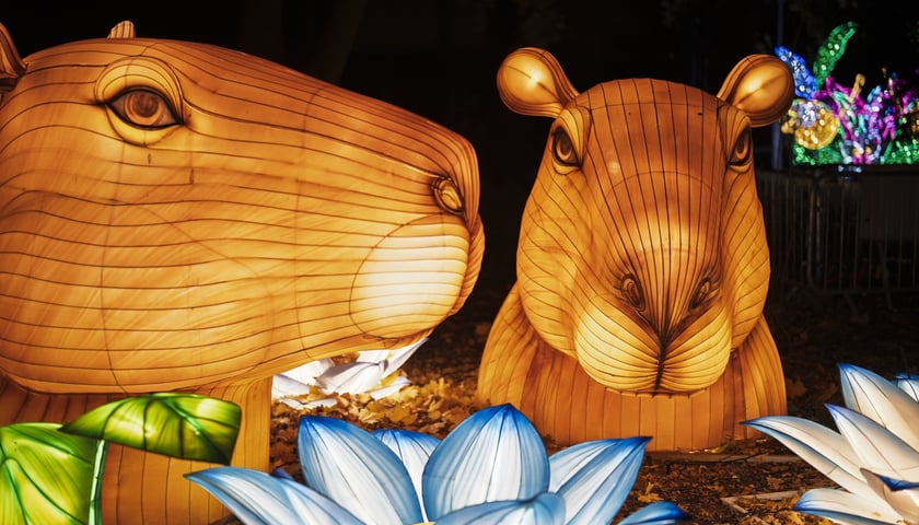 Wystawa garden of Lights-Ogród Świateł „Dzika Ameryka” potrwa w Zoo Wrocław od 31 października do 1 marca 2026