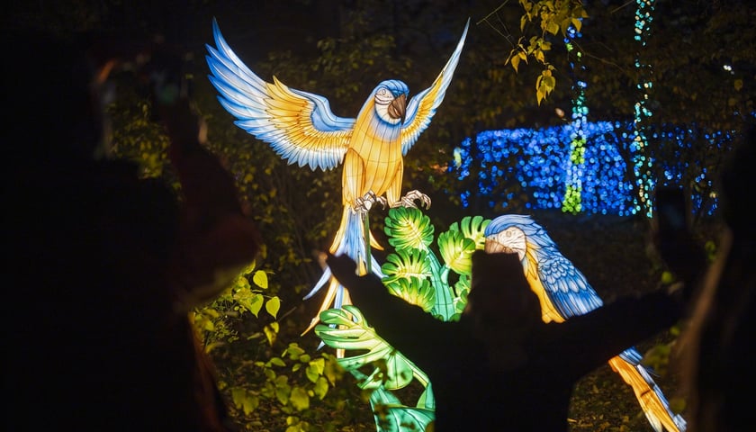 <p>Wystawa garden of Lights-Ogród Świateł „Dzika Ameryka” potrwa w Zoo Wrocław od 31 października do 1 marca 2026</p>