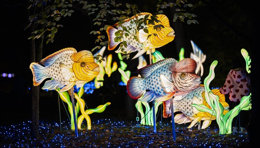 Wystawa garden of Lights-Ogród Świateł „Dzika Ameryka” potrwa w Zoo Wrocław od 31 października do 1 marca 2026