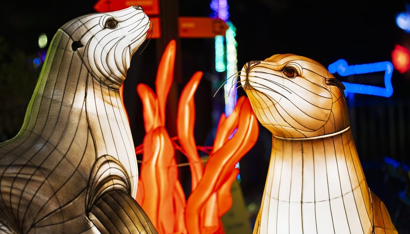 Wystawa garden of Lights-Ogród Świateł „Dzika Ameryka” potrwa w Zoo Wrocław od 31 października do 1 marca 2026