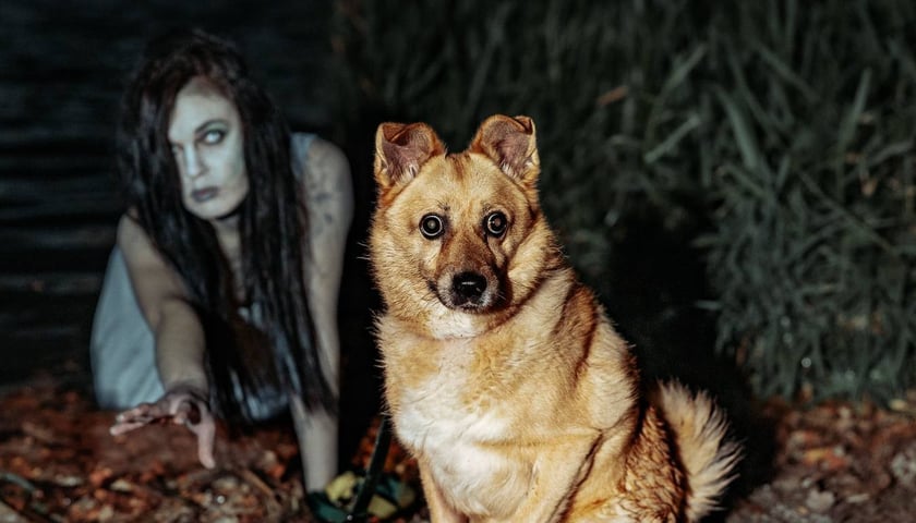 Halloweenowa sesja z podopiecznymi wrocławskiego Schroniska dla Bezdomnych Zwierząt. Na zdjęciu opiekunka kotów Aneta w roli Rusałki oraz Ares