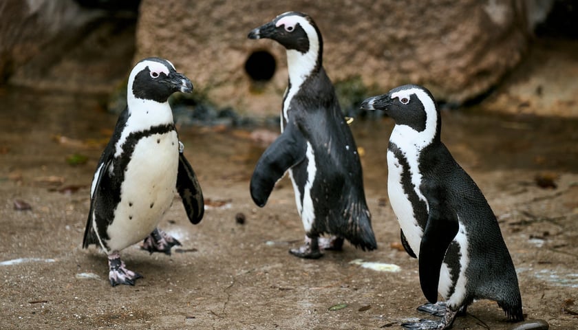 wrocławskie zoo łączy siły z Politechniką, by ratować zagrożone wyginięciem pingwiny przylądkowe za pomocą sztucznej inteligencji