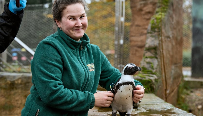 Karolina Janecka, opiekunka pingwinów oraz Eliasz, gwiazda wśród pingwinów