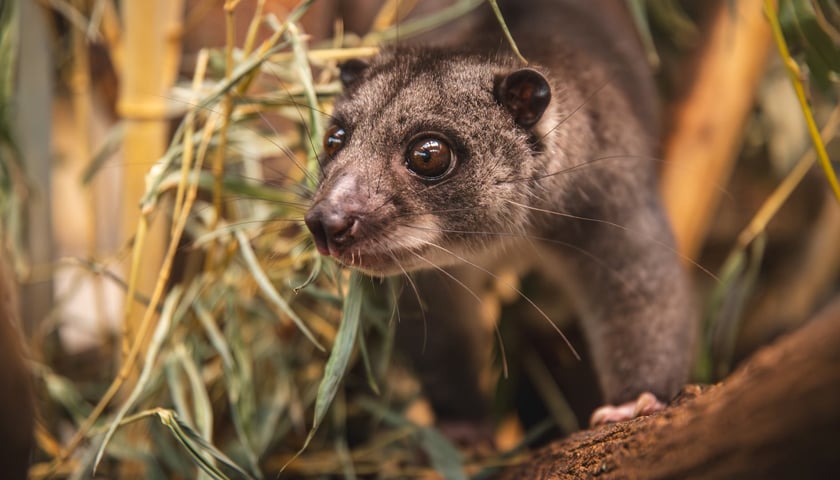 Kuskus ziemny o imieniu Missol