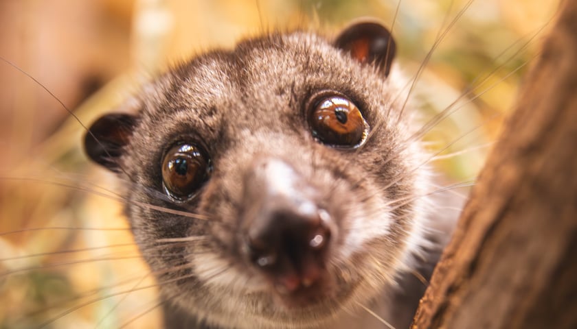 Kuskus ziemny, nowy mieszkaniec naszego zoo