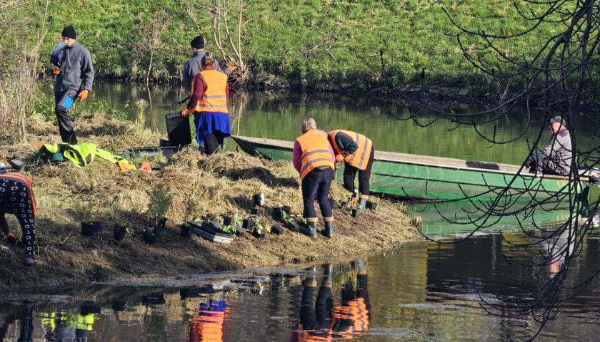 Na wyspach Fosy Miejskiej zostały posadzone nowe rośliny związane ze środowiskiem wodnym