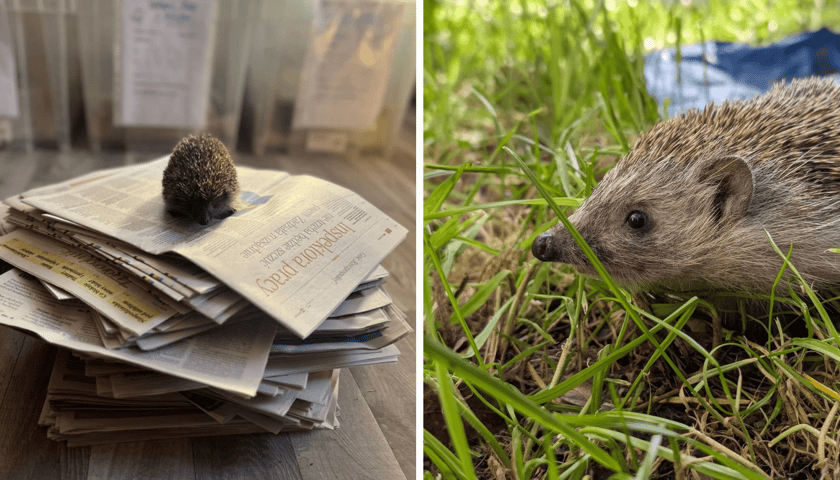 Kolaż 2 zdjęć: z lewej jeż na stercie gazet, z prawej jeż na trawie