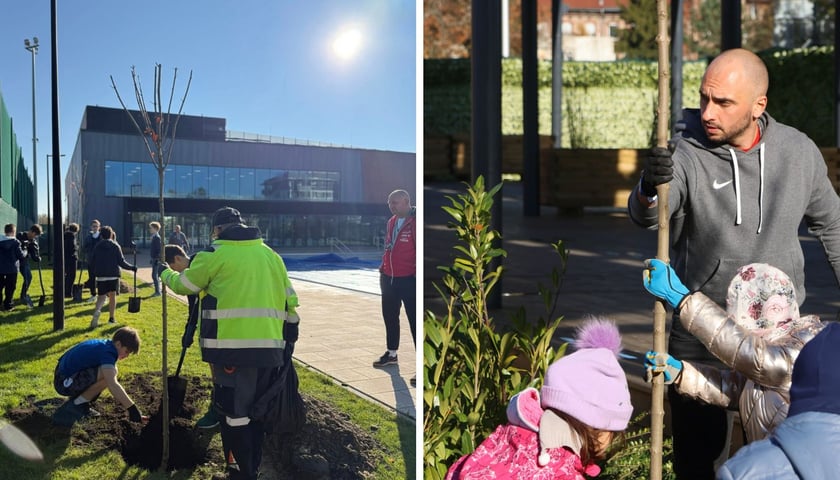 Zdjęcie dzielone na pół: po lewej stronie sadzenie drzew przy aquaparku na Zakrzowie; po prawej dzieci sadza klon przy aquaparku na Brochowie.