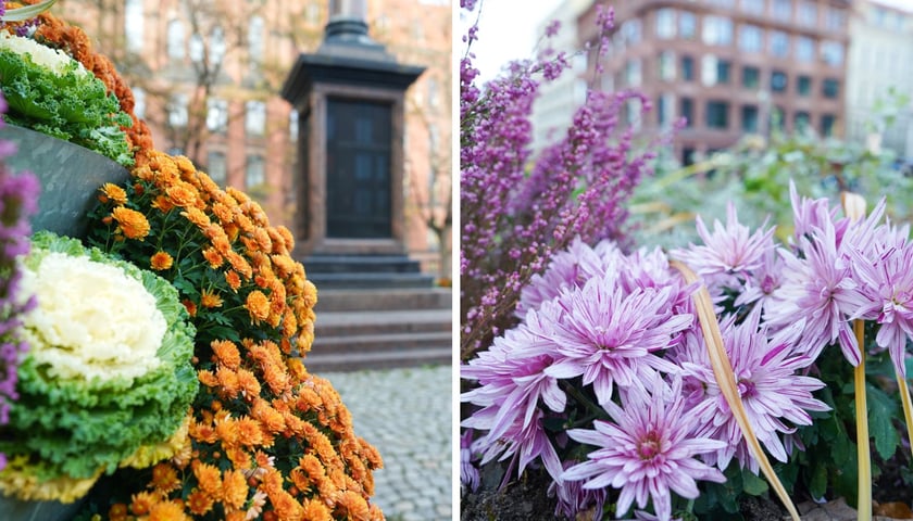 Jesienne nasadzenia rabat kwietnych, bylin i trwa ozdobnych - październik / listopad 2025 r.