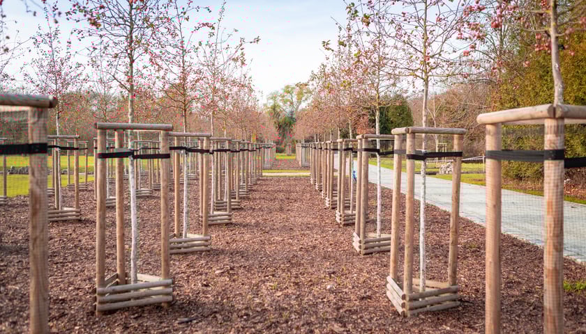 Dzieci z pieczy zastępczej sadzą drzewa w powstających Ogrodach Szczytnickich