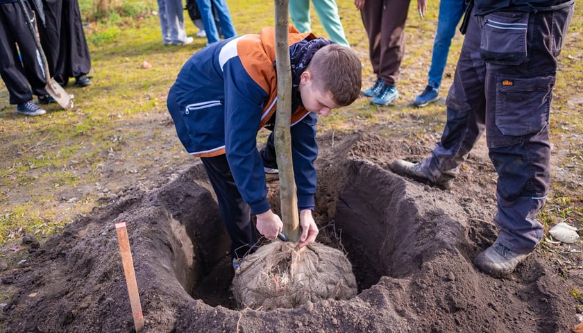 Dzieci z pieczy zastępczej sadzą drzewa w powstających Ogrodach Szczytnickich