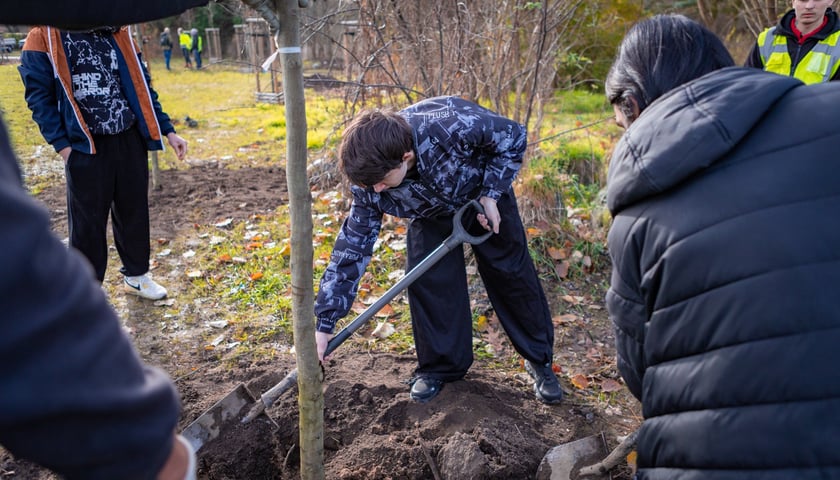 Dzieci z pieczy zastępczej sadzą drzewa w powstających Ogrodach Szczytnickich