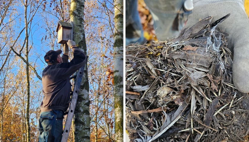 Zdjęcie podzielone na pół - z lewej człowiek na drabinie przy budce lęgowej zawieszonej na drzewie; po prawej - ptasie gniazdo wyciągnięte z budki.