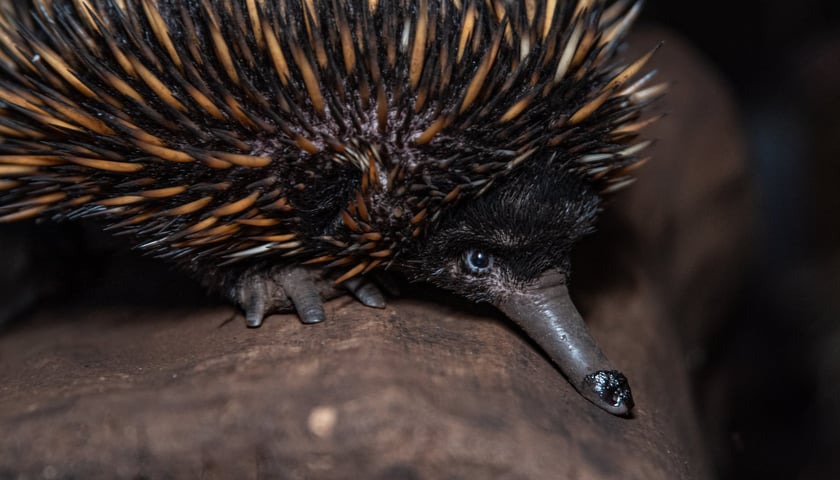 Kolczatka nowogwinejska z wrocławskiego zoo
